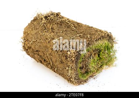 Un pezzo di erba verde isolato su sfondo bianco Foto Stock