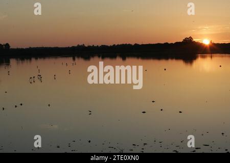 El Rocío Huelva 01-18-2006 rapporto per ABC de los Domingos sul controllo effettuato sugli uccelli migratori nel Parco Nazionale di Doñana e dintorni foto Jaime García nell'immagine Las Marismas. Crediti: Album / Archivo ABC / Jaime García Foto Stock