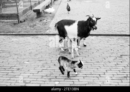 Young Goats in Animal Farm a Beverwijk, Dieren, 20-01-1975, Whizgle News from the Past, su misura per il futuro. Esplora le narrazioni storiche, l'immagine dell'agenzia olandese olandese con una prospettiva moderna, colmando il divario tra gli eventi di ieri e quelli di domani. Un viaggio senza tempo che delinea le storie che plasmano il nostro futuro. Foto Stock