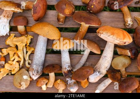 Ci sono molti funghi selvatici sul tavolo , aspen e more . Funghi nella foresta. Raccolta di funghi. Foto Stock