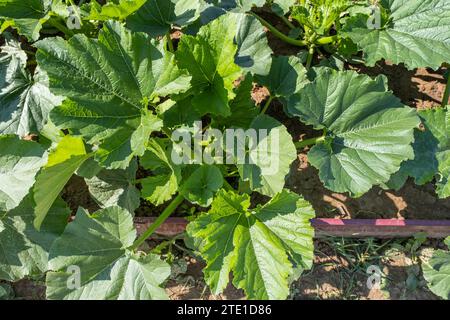 Germogli di zucchine giovani che crescono nell'orto-cucina. Foto Stock