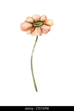 Margherita acquerello. Fiori dipinti a mano. Testa in fiore con cuore marrone. Illustrazione botanica per biglietti di auguri, inviti di nozze, confezione Foto Stock