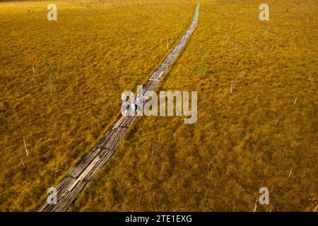 Vista aerea di una palude autunnale a Yelnya, Bielorussia, autunno. Turisti che camminano lungo l'eco-sentiero Foto Stock