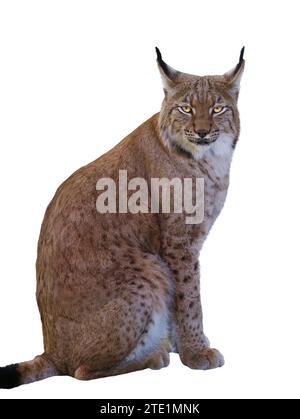 Lince dei Carpazi isolata su sfondo bianco Foto Stock