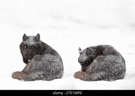 Lupi canadesi sdraiati sulla neve durante una tormenta Foto Stock