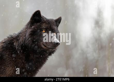 Lupo canadese in un contesto boschivo Foto Stock