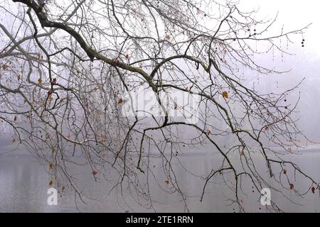 Rami di alberi sagomati in una nebbiosa giornata invernale, giardino inglese, Brunswick Mansion Park, Martonvasar, Ungheria Foto Stock