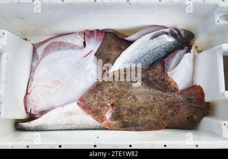 Commercial Fishermans Catch of Brill, Scophthalmus rhombus, European Sea Bass, Dicentrarchus labrax, confezionati in Una White Plastic Crate, Inghilterra, Regno Unito Foto Stock