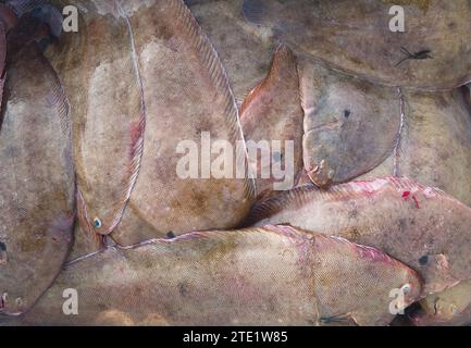 Pesca commerciale di lotti di sogliola di dover, sogliola comune, Solea solea pesce confezionato in A Crate, Regno Unito Foto Stock