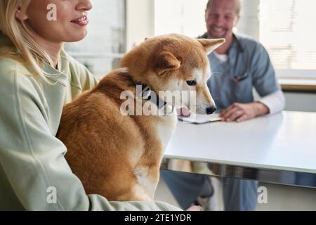 shiba inu purificato seduto in grembo al proprietario durante l'appuntamento in clinica veterinaria Foto Stock