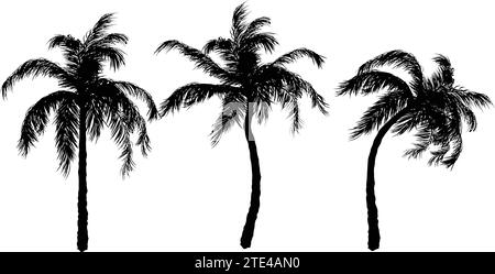 Palm tree silhouette Illustrazione Vettoriale