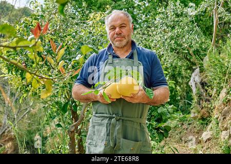 Uomo maturo giardiniere che tiene in mano pompelmi maturi gialli durante la raccolta in agrumi. Foto Stock