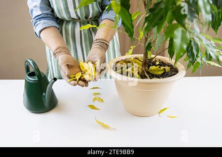 Una donna giardiniera tiene in mano le foglie gialle cadute della pianta domestica ficus benjamina Monique. Malattie stagionali del ficus. Primo piano. Foto Stock