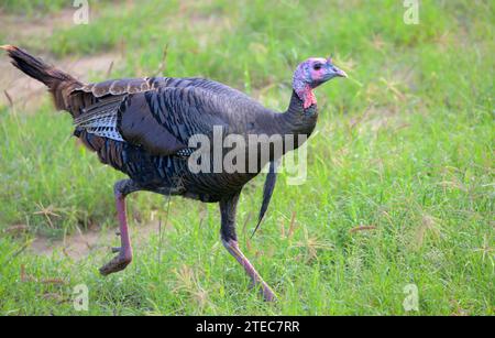 tacchino selvaggio (Meleagris gallopavo silvestris) che attraversa terreni erbosi, Bentsen-Rio grande Valley State Park, Texas, USA. Foto Stock