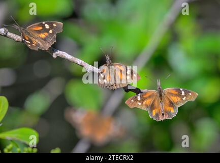 Raduno di massa del muso americano o delle farfalle comuni (Libytheana carinenta) durante la fioritura autunnale, Bentsen Rio grande Valley, Texas, USA. Foto Stock