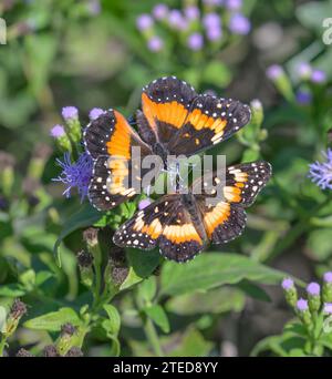 Farfalle cerotto bordate (Chlosyne lacinia), corteggiamento su vimini blu (Conoclinium coelestinum), Alamo, Texas, Stati Uniti. Foto Stock