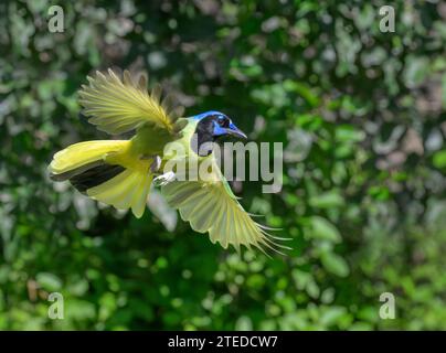 Green jay (Cyanocorax yncas) sorvolando uno sfondo a contrasto macchiato in una giornata di sole, Bentsen-Rio grande Valley State Park, Texas, USA. Foto Stock