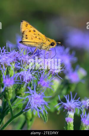 Fiery skipper (Hylephila phyleus), alimentazione di farfalle su fiorifero blu (Conoclinium sp), National Butterfly Center, Mission, Texas, USA. Foto Stock