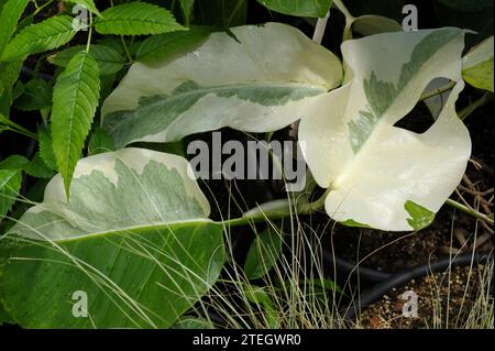 Foglie di Monstera deliciosa variegata Foto Stock