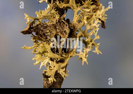 Stampa/poster pronta per macro ad alta risoluzione, semi-astratto, colorato naturalmente e trame di un ritratto di natura morta con uno spazio negativo Foto Stock