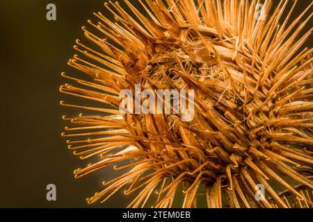 Foto macro STILL-Life con stampa/poster di legno burdock, Arctium Nemorosum, testa di semina con spazio negativo Foto Stock