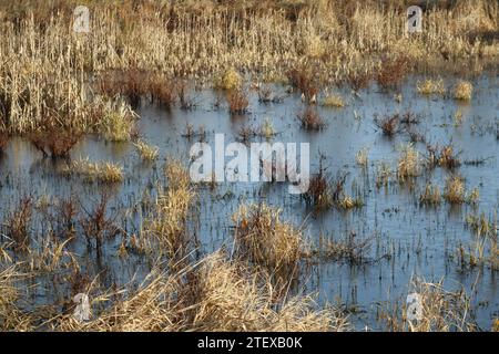 Strato di ghiaccio sottile nell'area allagata di una palude Foto Stock