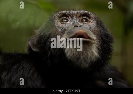 Ritratto dello scimpanzé, primo piano, Pan troglodytes, Parco Nazionale della Foresta di Kibale, Uganda Foto Stock
