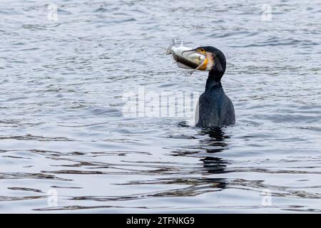 Un grande cormorano affamato che tiene nel becco un pesce grosso, un pickeperch catturato nel fiume blu in una giornata invernale. Foto Stock