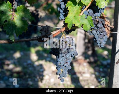 Grappoli di uve rosse mature, vigneti vicino a St Città emiliana, produzione di vino rosso Bordeaux, uve Merlot o Cabernet Sauvignon su vigneti di classe cru Foto Stock