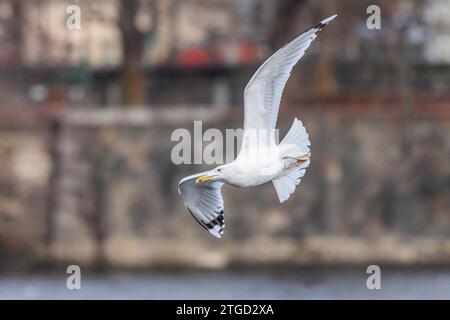 Un grande gabbiano bianco del Caspio con becco giallo che vola sopra il fiume. Periodo invernale nella capitale ceca, Praga. Sfondo sfocato e colorato. Foto Stock