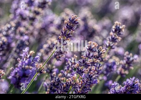 Messa a fuoco selettiva sui fiori viola di lavanda su sfondo sfocato. Campo di lavanda sotto il tramonto in estate. Sfondo di colore pastello. Un'atmosfera da sogno. Foto Stock