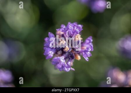 Messa a fuoco selettiva sui fiori viola di lavanda su sfondo sfocato. Campo di lavanda sotto il tramonto in estate. Sfondo di colore pastello. Un'atmosfera da sogno. Foto Stock