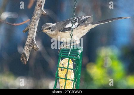 Northern mockingbird presso l'alimentatore di suet nel cortile Foto Stock