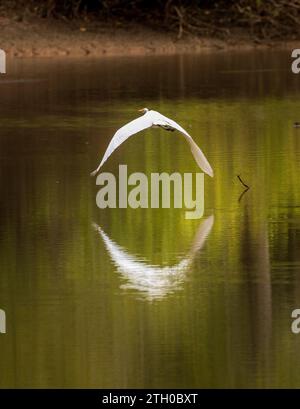 Grande uccello Egret che vola e si riflette nelle acque calme del bacino di Atchafalaya vicino a Baton Rouge, Louisiana Foto Stock