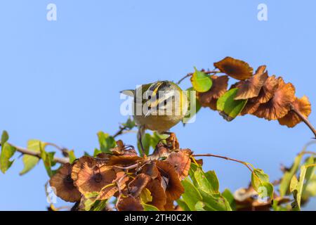 Un Firecrest comune seduto su un cespuglio, giornata di sole in autunno a Cherso (Croazia) Foto Stock