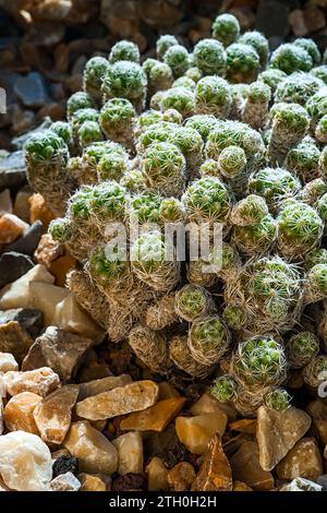 Cactus a ditale (Mammillaria vetula), Cactaceae. Piante succulente ornamentali. cactus rari. forma globulare, fiore giallo. Foto Stock