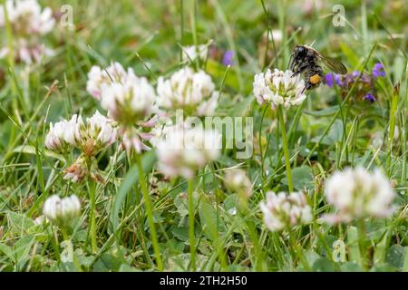 Ape che raccoglie polline da trifoglio bianco (Trifolium repens) in un prato, West Yorkshire, Inghilterra, Regno Unito Foto Stock