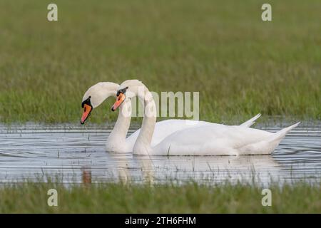 Coppia di cigni muti (Cygnus olor) in un prato allagato in autunno. BAS-Rhin, Alsazia, Grand Est, Francia, Europa. Foto Stock