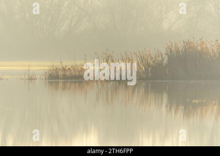 Canne in un prato allagato in autunno. BAS-Rhin, Collectivite europeenne d'Alsace, Grand Est, Francia, Europa. Foto Stock