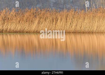 Canne in un prato allagato in autunno. BAS-Rhin, Collectivite europeenne d'Alsace, Grand Est, Francia, Europa. Foto Stock