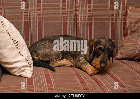 14.12.2023 Rauhaardackeldame Deutschland/ Niedersachsen/ Landkreis Gifhorn/ Schönewörde/ etwa 3 Jahre alte Rauhaardackel Dame macht es sich auf dem Sofa gemütlich *** 14 12 2023 dachshund dai capelli ruvidi signora Germania bassa Sassonia County Gifhorn Schönewörde circa 3 anni dachshund dai capelli ruvidi si mette a suo agio sul divano Foto Stock