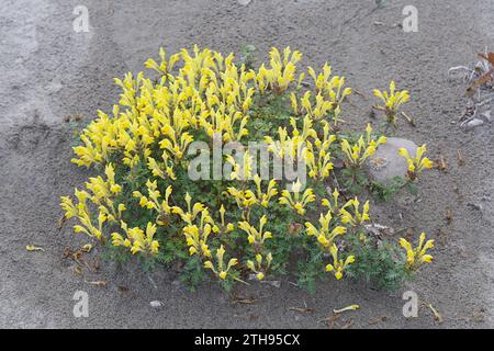 Orientalisches Helmkraut, Gelbblühendes Helmkraut, Scutellaria orientalis, teschio a fiore giallo, teschio a fiore giallo, cranio a fiori gialli Foto Stock