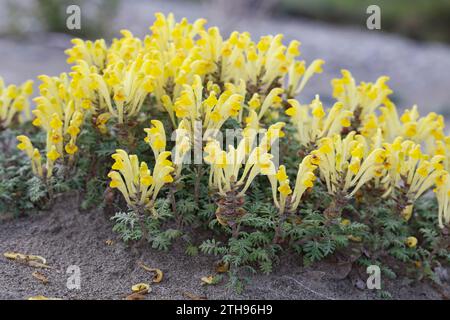 Orientalisches Helmkraut, Gelbblühendes Helmkraut, Scutellaria orientalis, teschio a fiore giallo, teschio a fiore giallo, cranio a fiori gialli Foto Stock