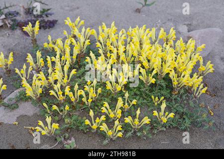 Orientalisches Helmkraut, Gelbblühendes Helmkraut, Scutellaria orientalis, teschio a fiore giallo, teschio a fiore giallo, cranio a fiori gialli Foto Stock