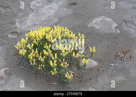 Orientalisches Helmkraut, Gelbblühendes Helmkraut, Scutellaria orientalis, teschio a fiore giallo, teschio a fiore giallo, cranio a fiori gialli Foto Stock