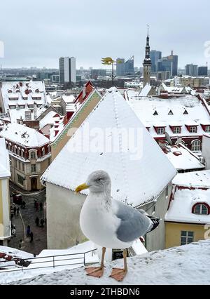 Tallinn, Estland - Stadtuebersicht, Möwe vor Altstadt im Winter mit Schnee. Tallinn Estland *** Tallinn, Estonia, vista della città, gabbiano di fronte alla città vecchia in inverno con neve Tallinn Estonia Foto Stock