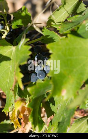 Nel mezzo dei famosi vigneti, la città di Chateauneuf-du-Pape. | Au milieu des vignobles et des celebres vignes de cailloux, la ville de cha Foto Stock