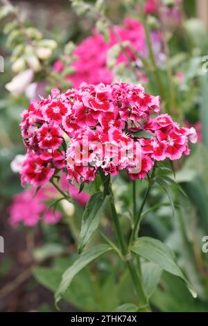 Dianthus barbatus. Dolci fiori William in estate. Foto Stock