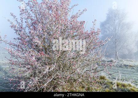 Bacche di Haw rosse su un cespuglio di biancospino e brina di mucchio dopo una nebbia che si ritira nella riserva naturale di Rudge Hill (Scottsquar Hill), Edge Common, Edge, Glos. REGNO UNITO Foto Stock