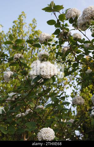 Viburnum Opulus flowerheads in primavera. Foto Stock